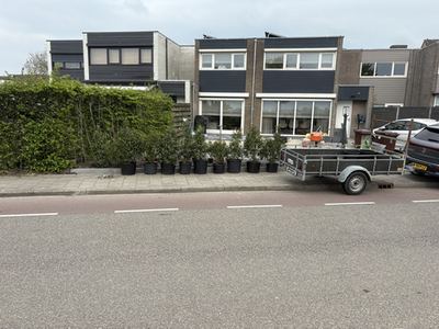 Planten